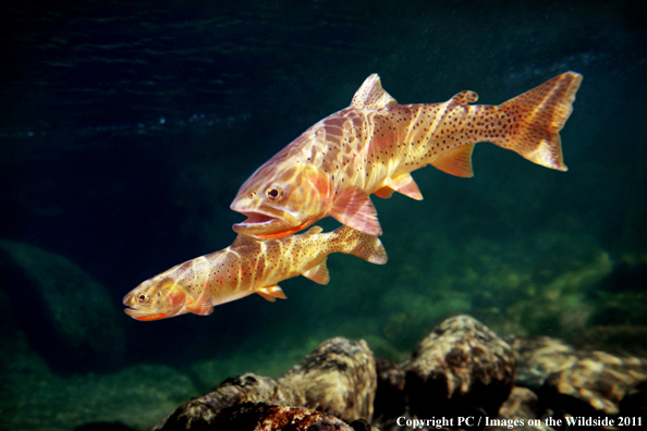 Yellowstone Cutthroat, Boulder River, MT.  