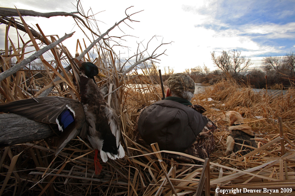 Waterfowl Hunter with Duck