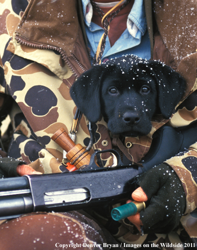 Hunter with black labrador retriever puppy. 