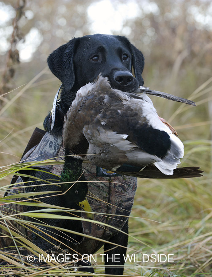 Black lab retrieving downed mallard.