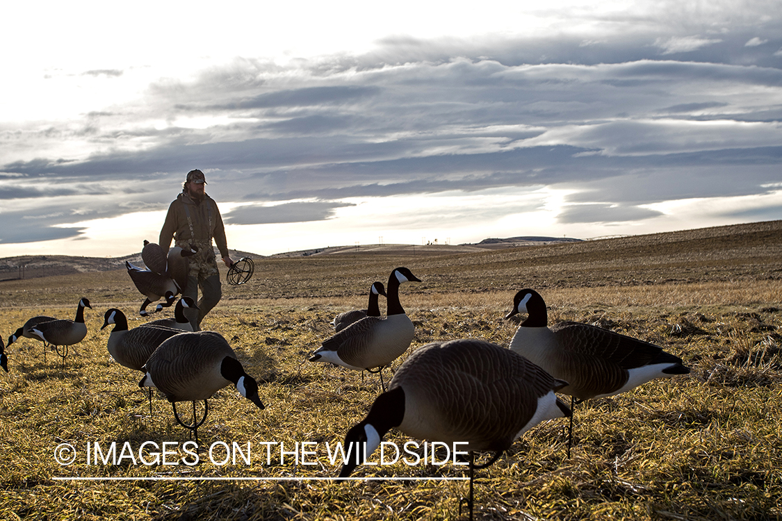 Hunter setting up Canada geese decoys.