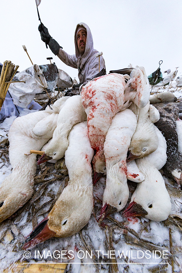 Hunters in field with bagged geese.