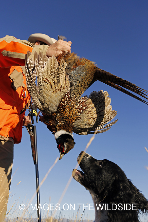 Upland game bird hunter in field with bagged pheasant and springer spaniel.