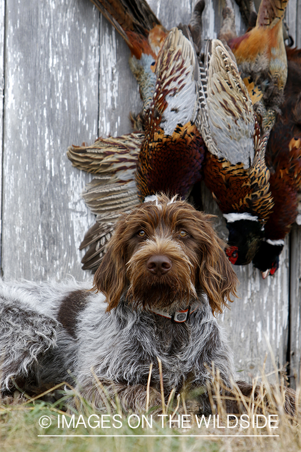 Wirehaired pointing griffon with bagged pheasants.