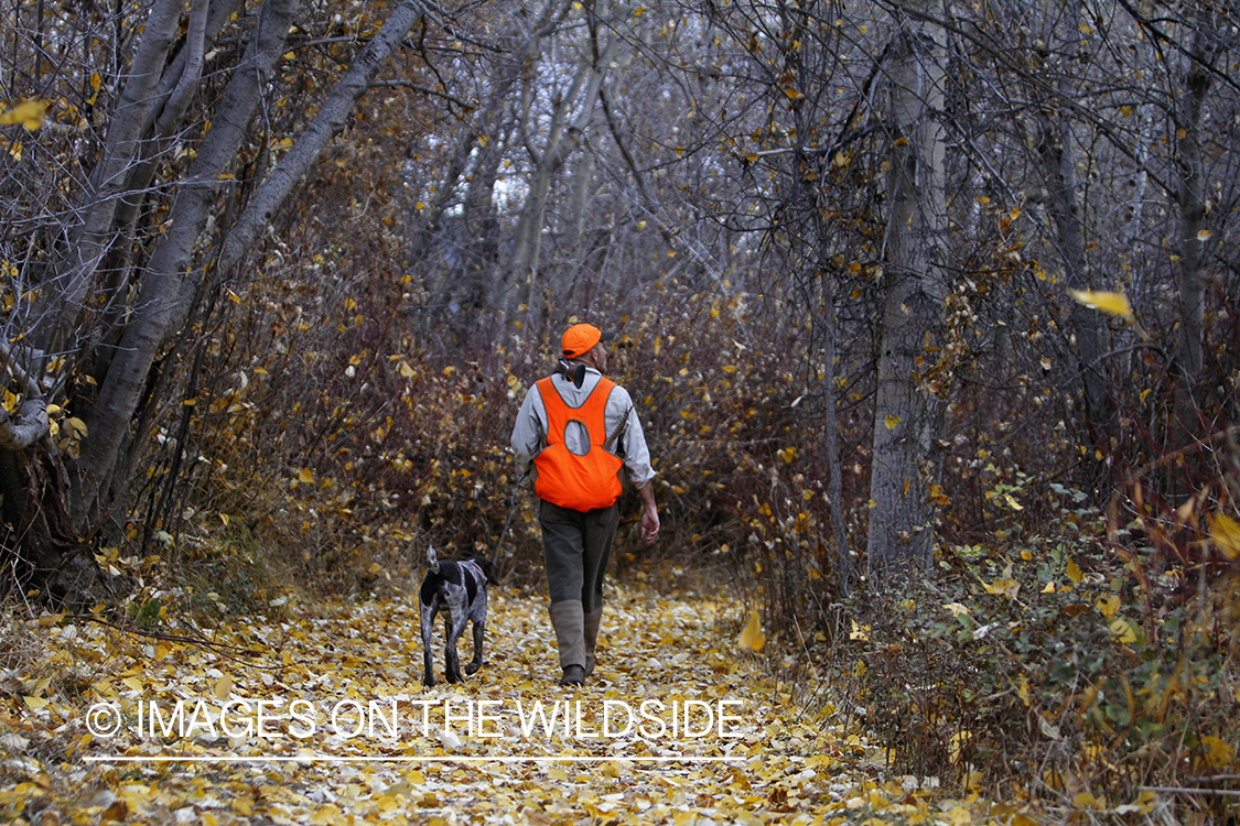 Pheasant hunter in field with Griffon Pointer.