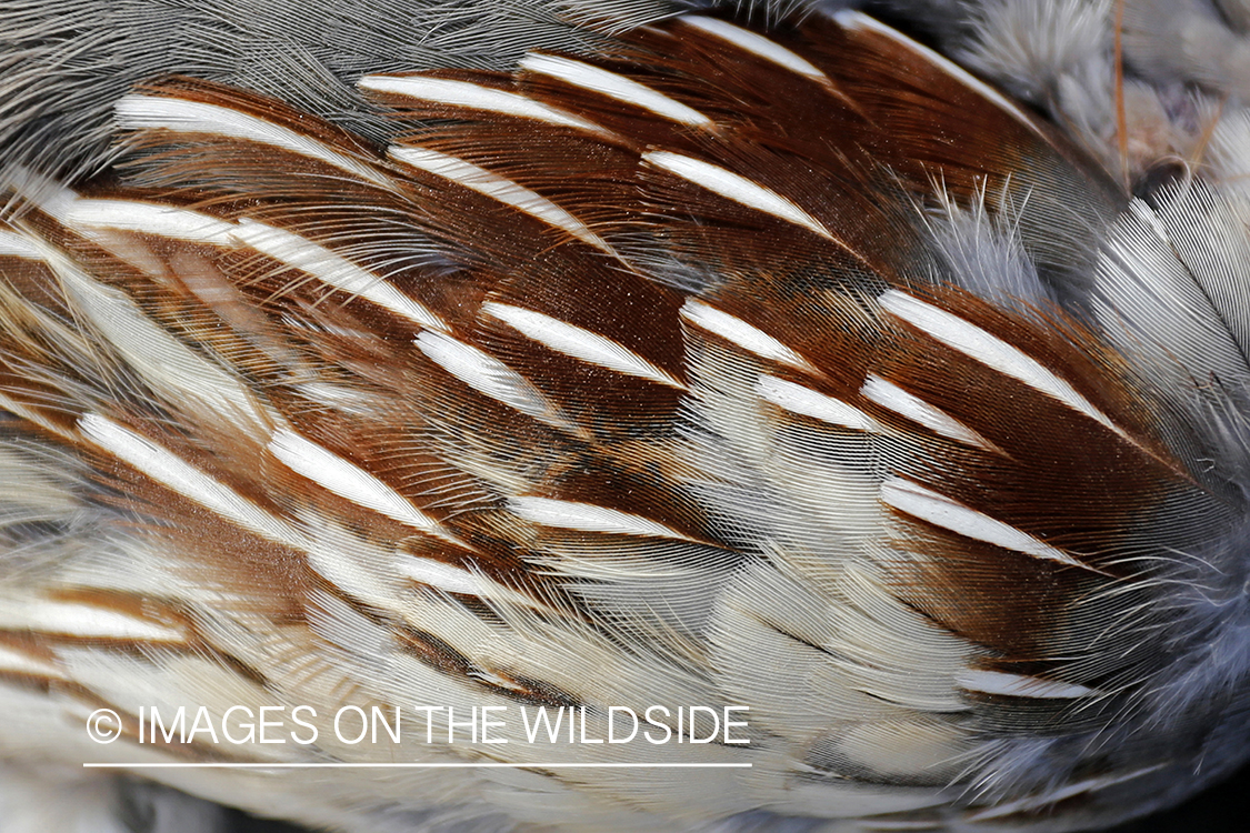 Bagged Gambel's Quail 