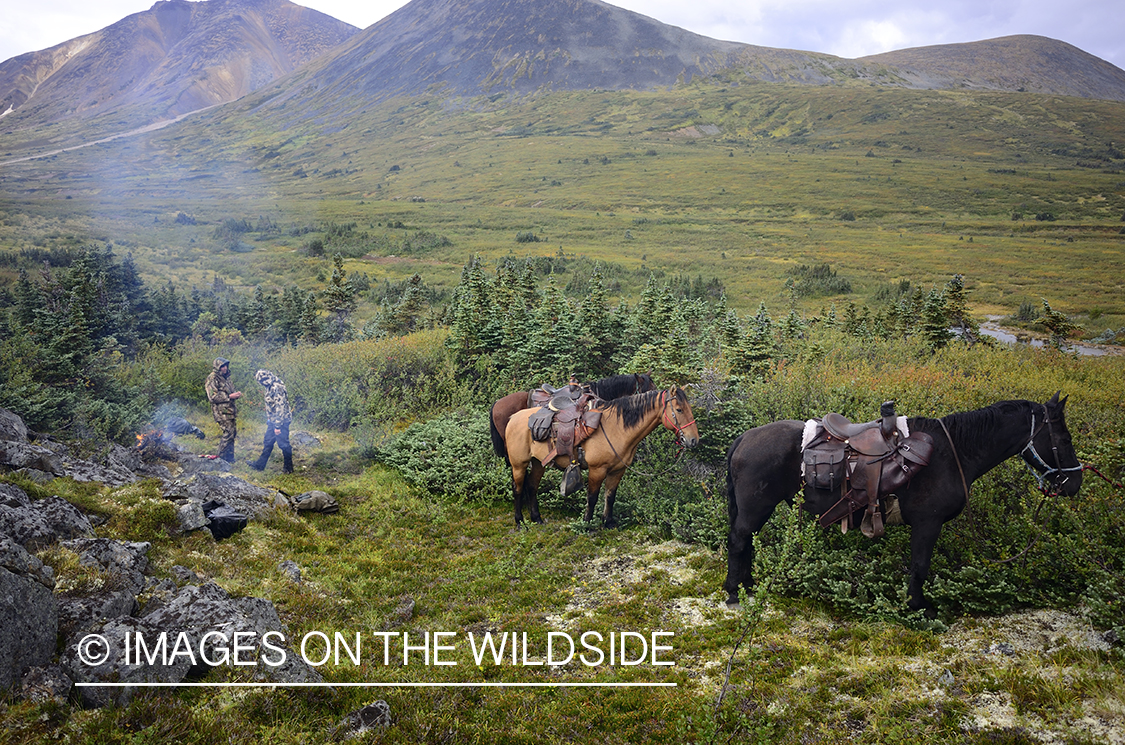 Stone sheep and Mountain goat hunting.