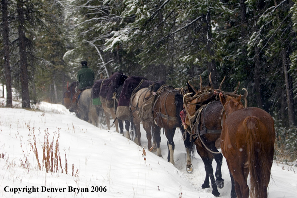 Elk hunters with bagged elk on horse packstring.  