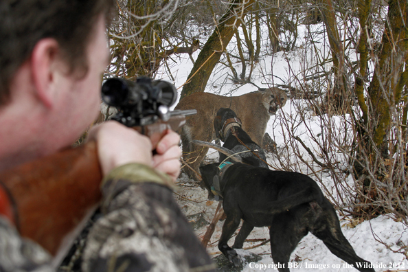 Hunter taking aim at mountain lion. 