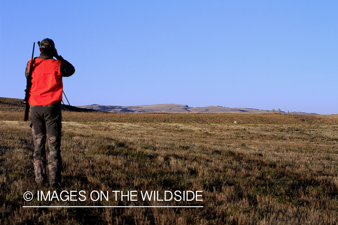 Pronghorn Antelope hunter glassing for antelope in field.