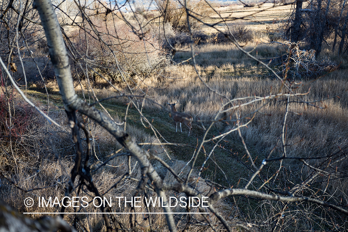 Bow hunter in tree stand looking at white-tailed deer.