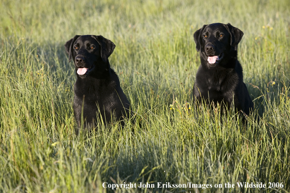 Black Labrador Retrievers