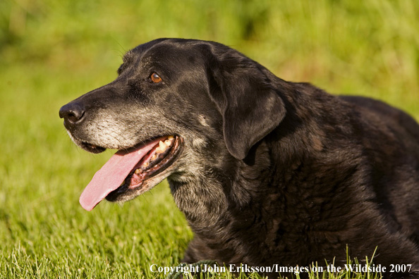 Old Black Labrador Retriever