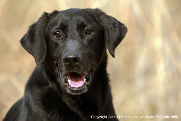 Black Labrador Retriever in field