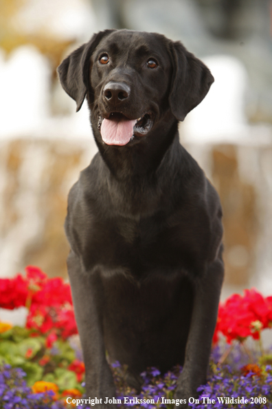 Black Labrador Retriever 