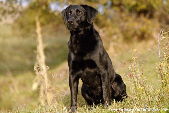 Black Labrador Retriever