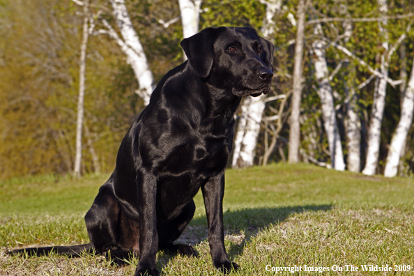 Black Labrador Retriever in field