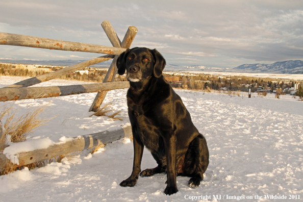 Black Labrador Retriever in winter. 