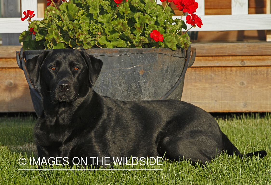 Black Labrador Retriever