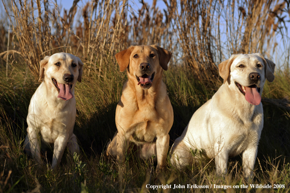 Yellow Labrador Retrievers in field