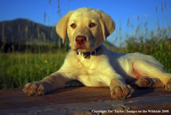 Yellow Labrador Puppy