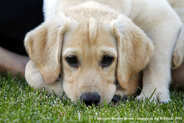 Yellow Labrador Retriever Puppy 