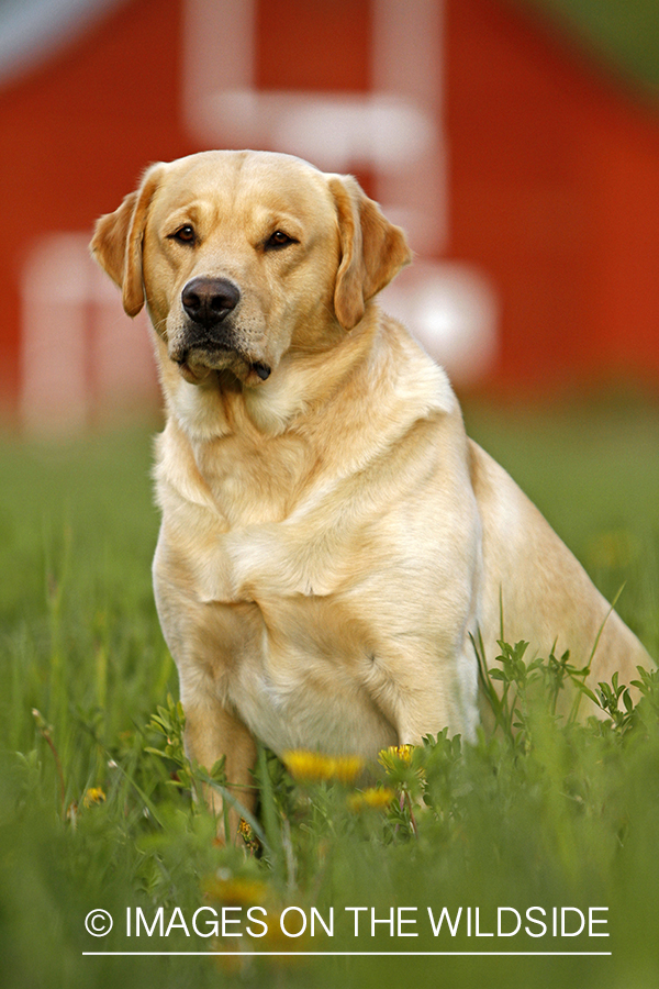 Yellow Labrador Retriever