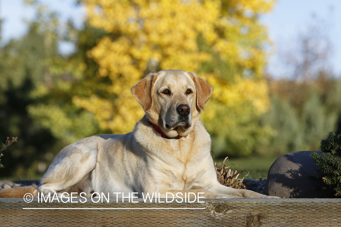 Yellow Labrador Retriever sitting by shrubs.