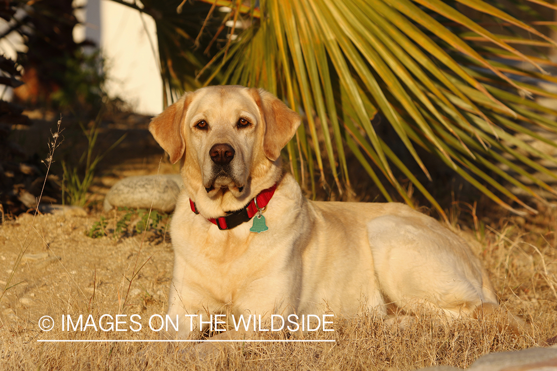 Yellow lab laying outside.