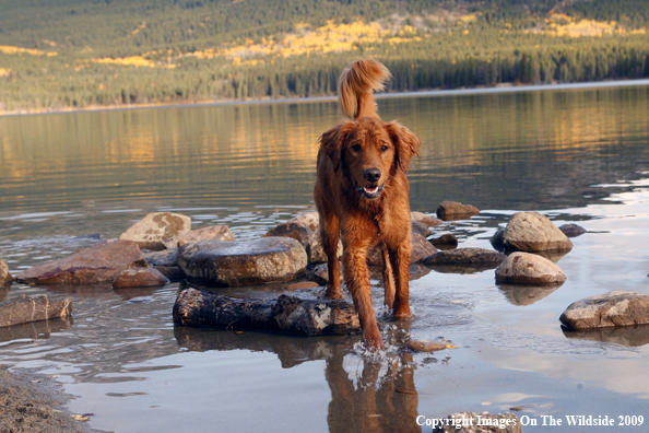 Golden Retriever