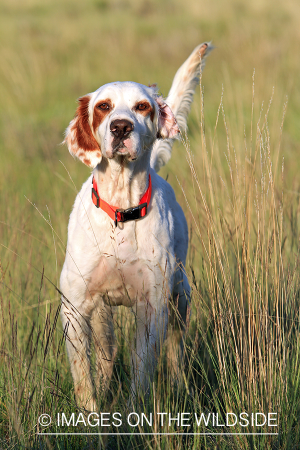 English setter.