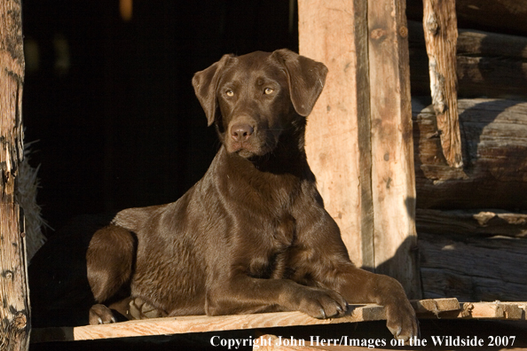 Chocolate Labrador Retriever