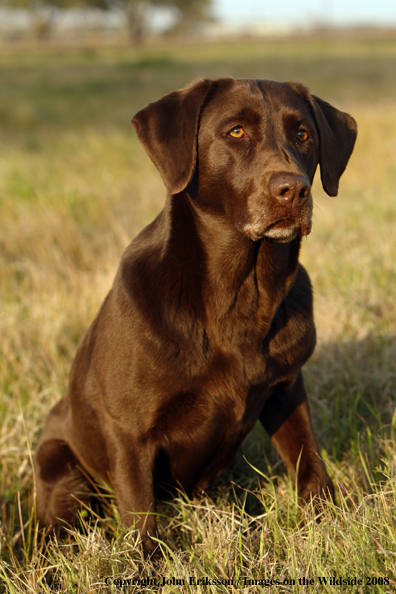 Chocolate Labrador Retriever in field