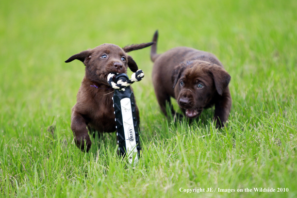 Chocolate Labrador Retriever Puppies