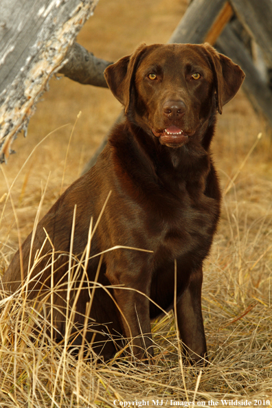 Chocolate Labrador Retriever