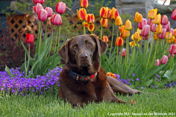 Chocolate Labrador Retriever.