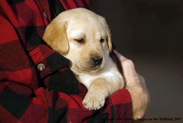 Labrador Puppy