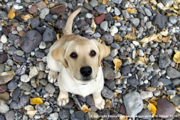 Yellow Labrador Retriever Puppy