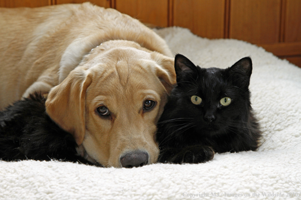 Yellow Labrador Retriver puppy with black cat. 