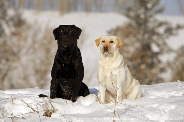 Yellow Labrador Retriever in field