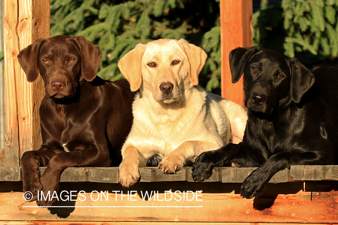 Multi-colored labradors lounging on deck. 