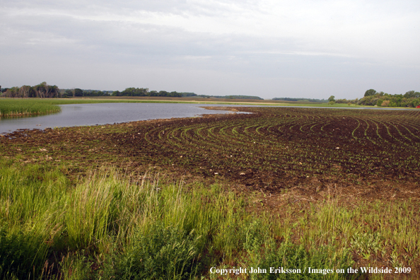 Wetlands near crop fields