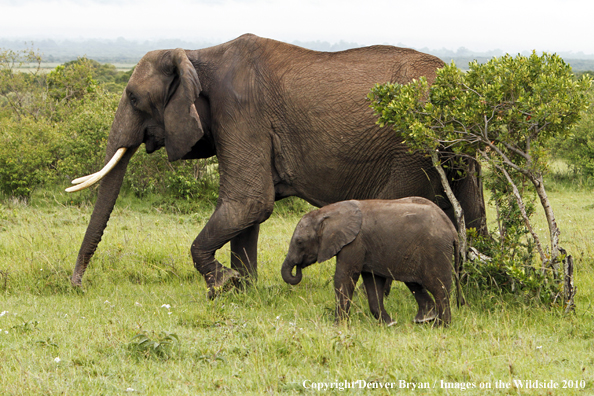 African Elephant (cow with calf)