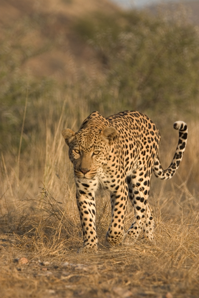 Leopard in habitat. Africa