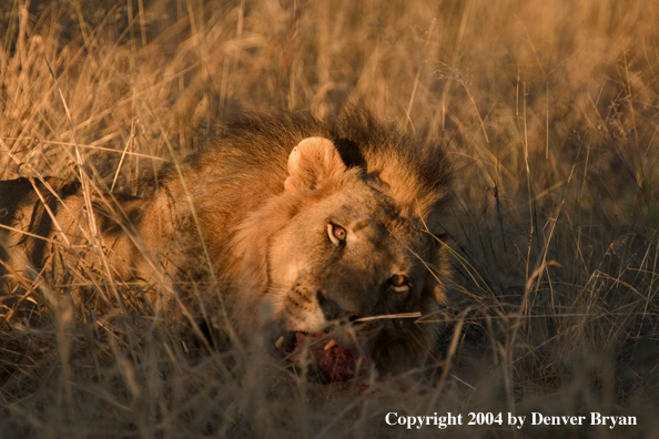 Male African lion in habitat. Africa