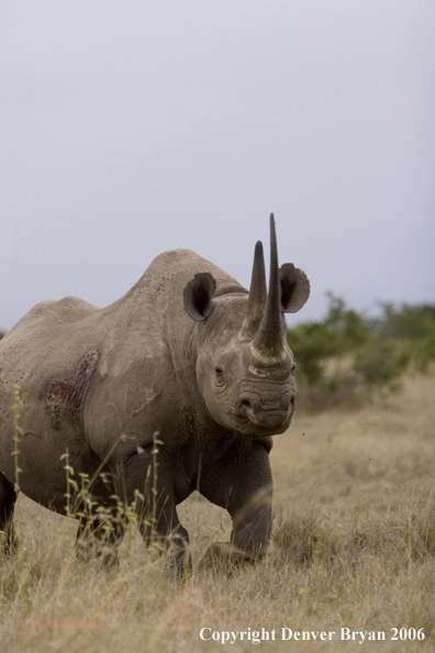 Black rhino in Africa.