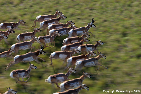 Pronghorned Antelope running in habitat