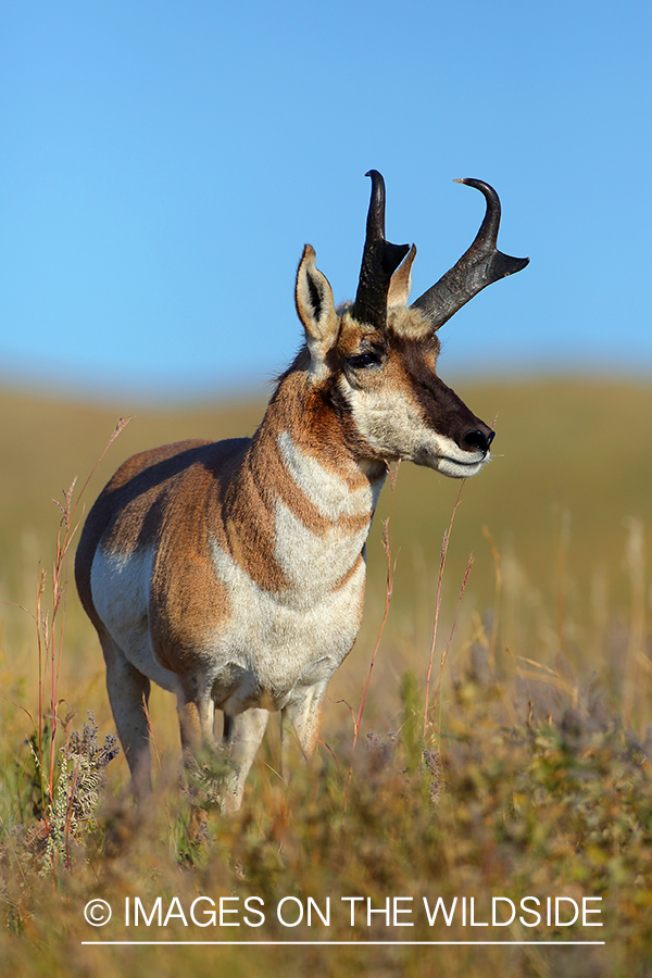 Pronghorn Antelope buck in habitat.