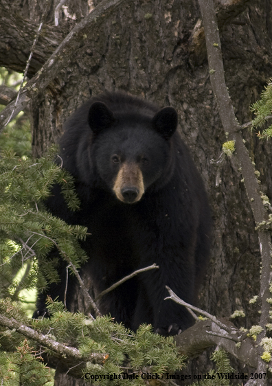 Black bear in tree