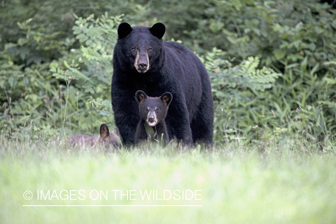 Black Bear with cub in habitat.